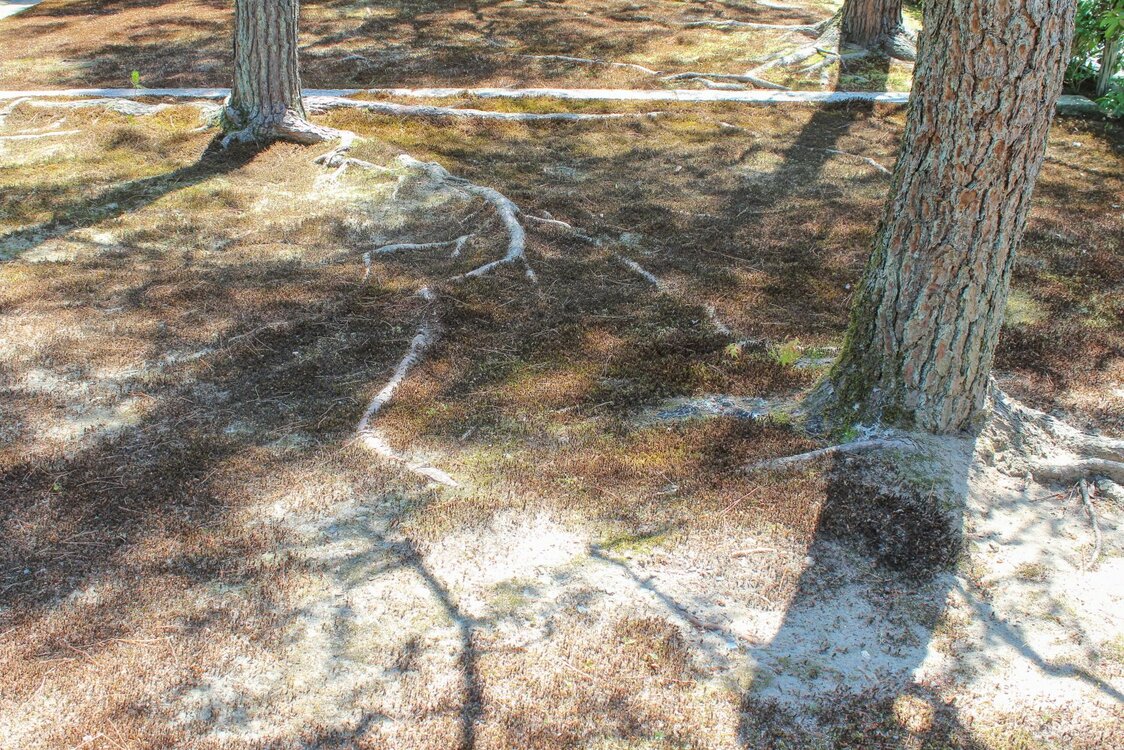 ヒートアイランド現象に伴う乾燥で枯れてしまったウマスギゴケ。苔庭に危機が迫っている（筆者撮影）
