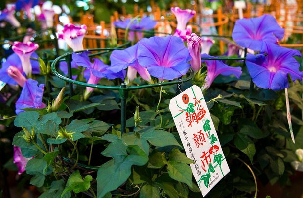 入谷的牵牛花市场（图片：日本网）