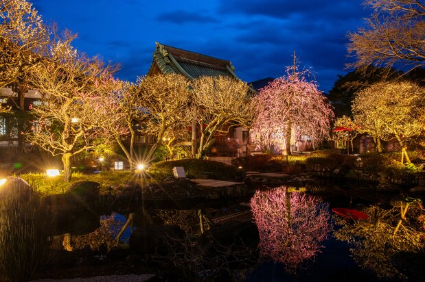 Hasedera, Kamakura’s only nighttime plum blossom viewing spot. (© Harada Hiroshi)