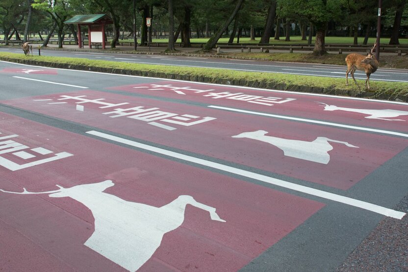 On a road in front of the Nara Prefectural Office.