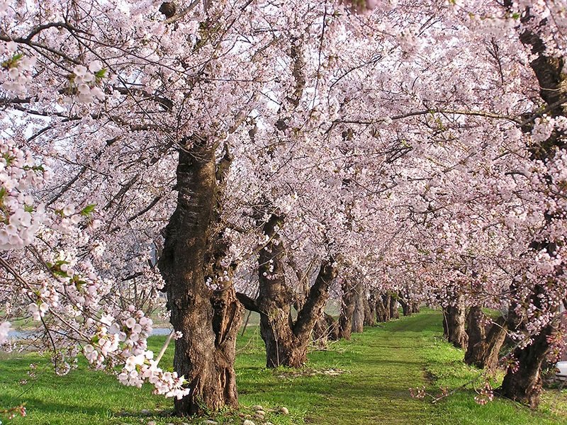 Los cerezos del río Hinokinai y los de la calle Bukeyashiki forman parte de la lista de los cien mejores lugares de todo Japón para contemplar estas flores. (Cortesía de la Asociación de Turismo de Kakunodate.)