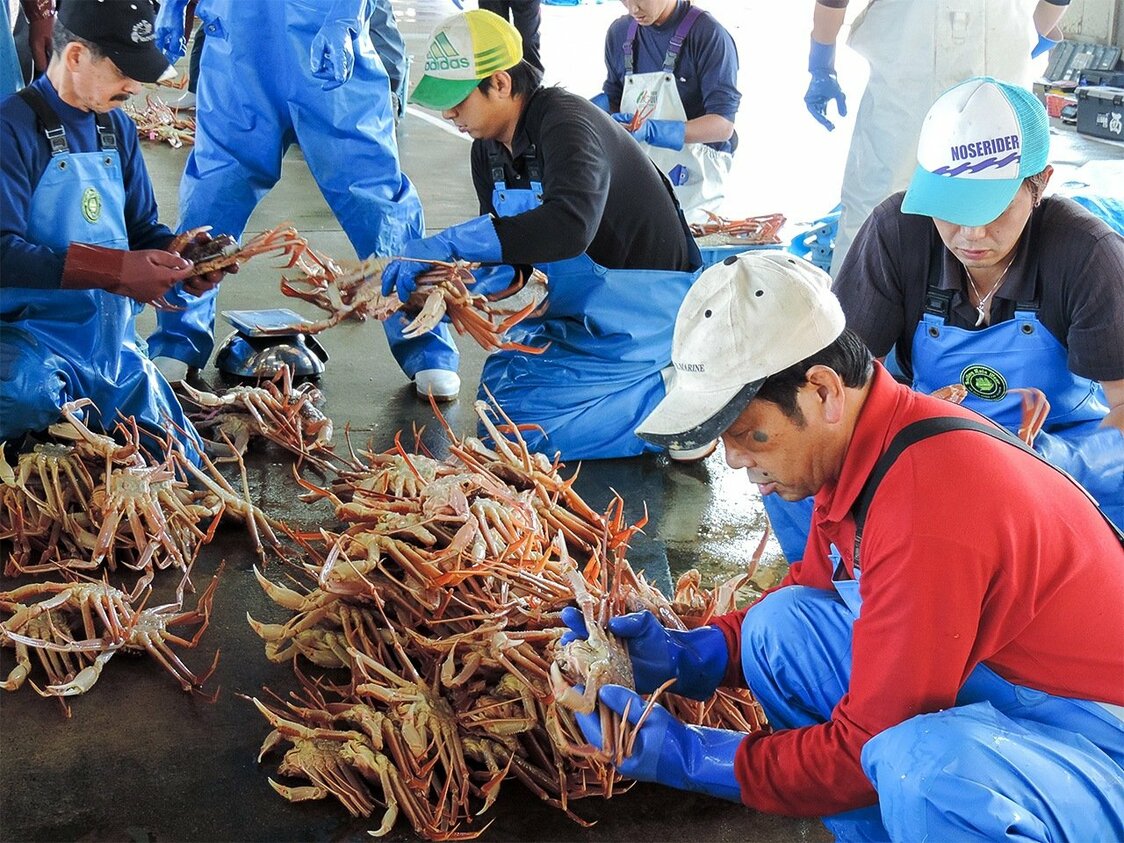 柴山漁港でのズワイガニの選別作業。価値別にカニを細かく分けてからセリに出す