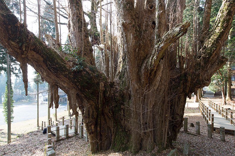 En busca de los árboles gigantes: 7. Desnudados por el frío