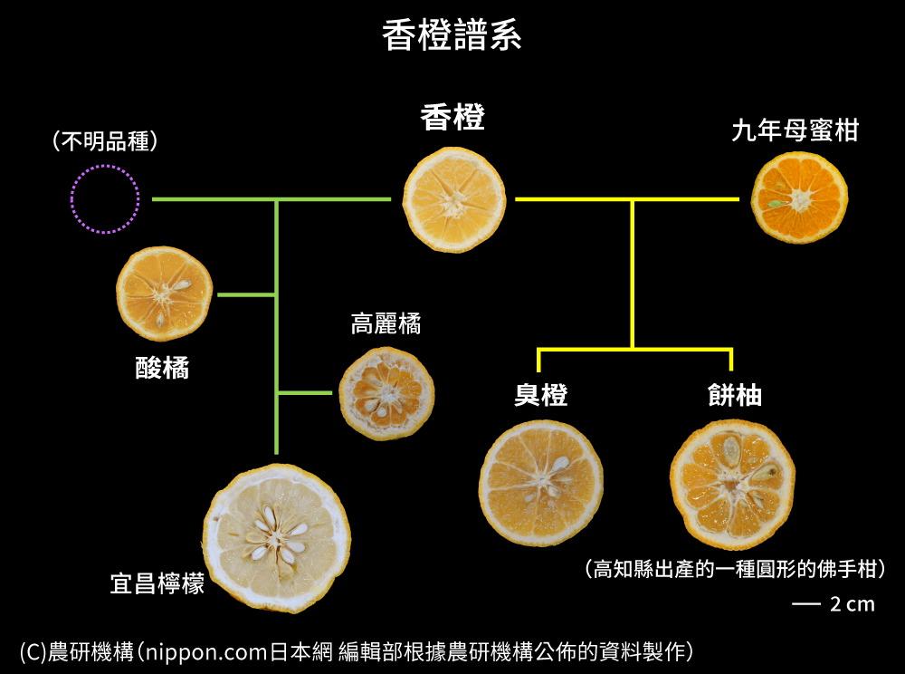 餐桌上的王牌配角：香橙、酸橘和臭橙