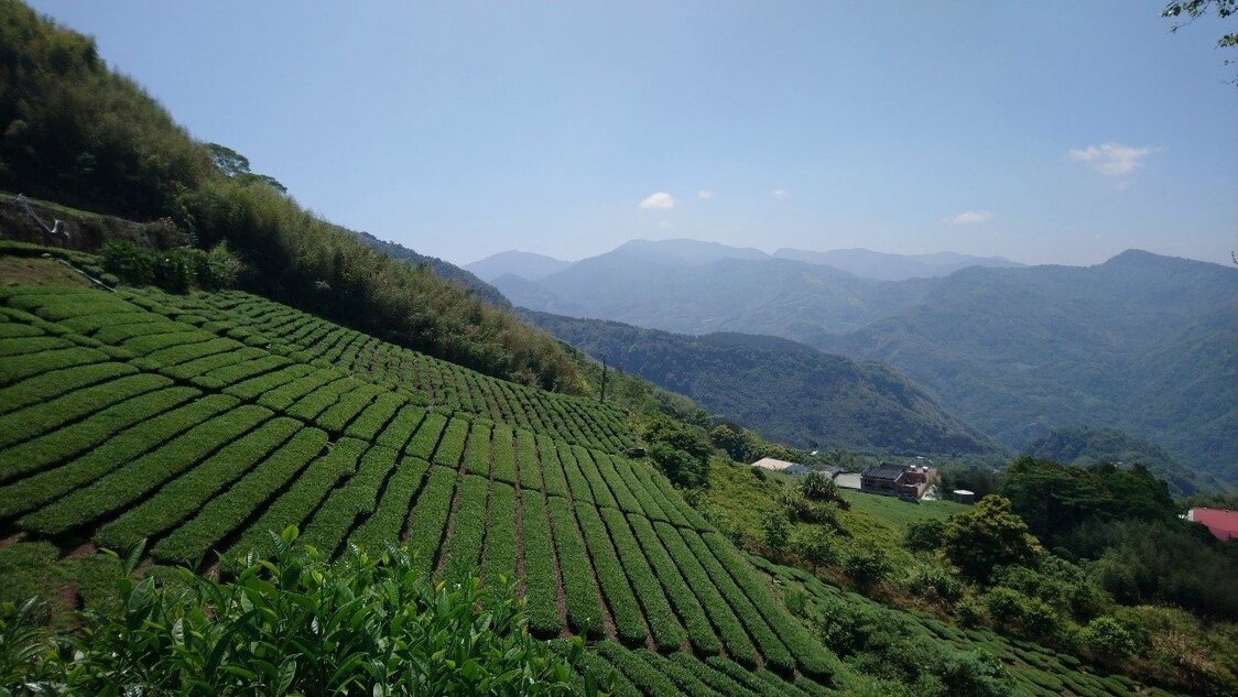 茶畑の多い楽野村（筆者撮影）