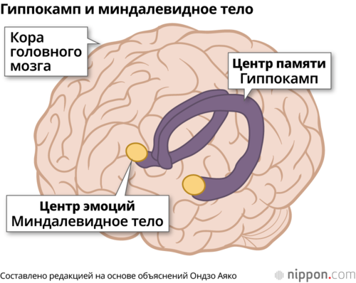 Гиппокамп и миндалевидное тело
