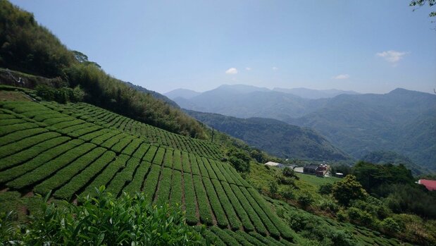 茶畑の多い楽野村(筆者撮影)