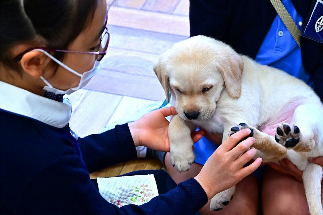 クレアが出産したばかりの子犬と触れ合う児童たち