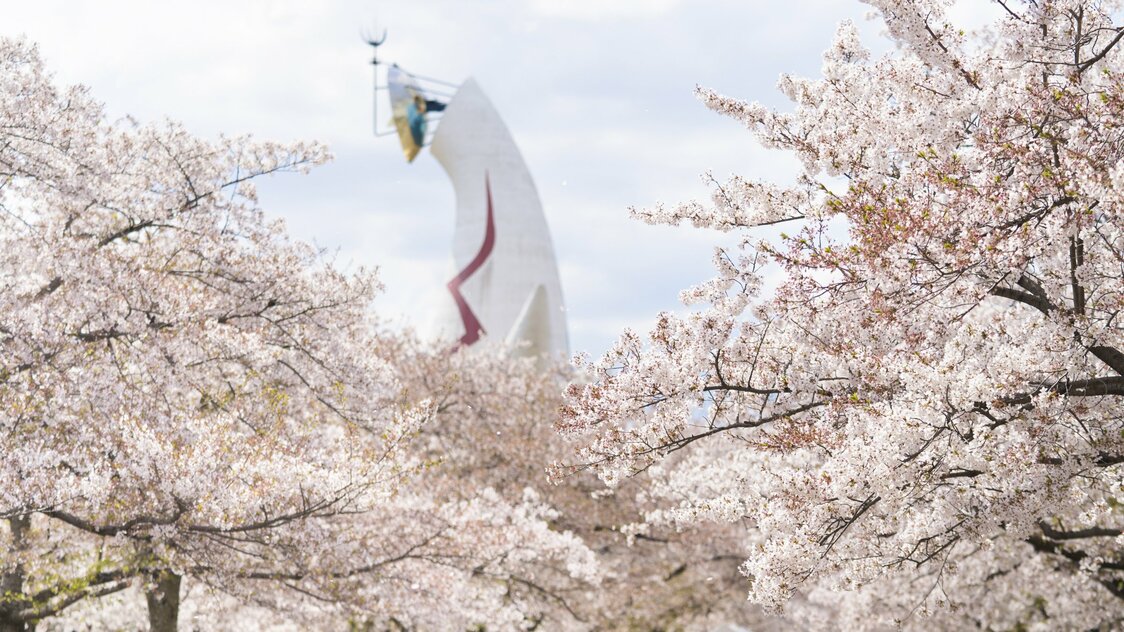 从远处也可以眺望到樱花与太阳塔的同框景象