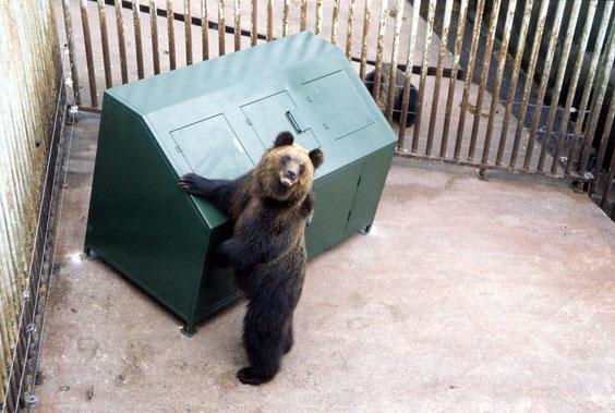Prueba del contenedor Bear Smart Box, dotado de un cierre que dificulta a los osos abrir la tapa, en el parque de osos de Noboribetsu. (Organización sin ánimo de lucro Picchio, PR Times)