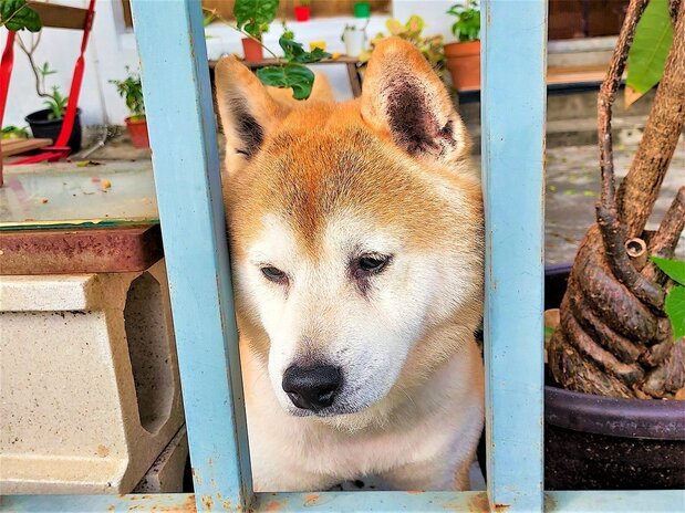 黄埔新村のゲストハウス「思念人之屋」のマスコット犬は、瞳も気持ちも優しい柴犬のピータン