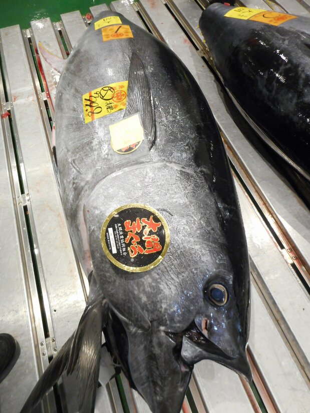 在豐洲市場被成功競拍的太平洋藍鰭鮪魚,魚身上貼著一張「大間鮪魚」的標籤,彰顯其最高級的品質。希望這張標籤不會就此失去品牌光芒(豐州市場相關人士提供)