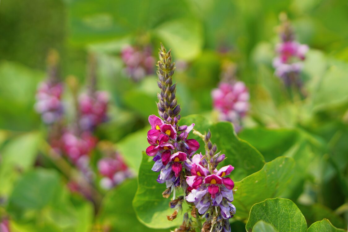 Les sept fleurs des champs symboles de l’automne japonais