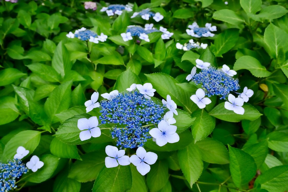 Les quatre « pétales » des fleurs d’hortensia étaient considérés comme portant malheur. (Photo AC)