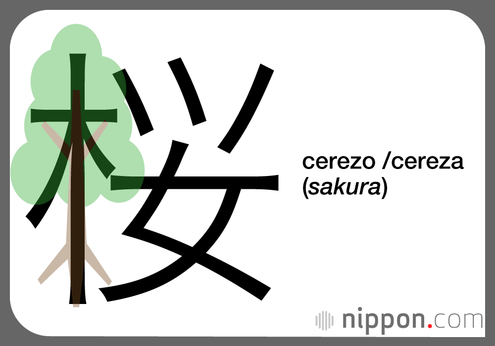 cerezo /cereza (sakura)