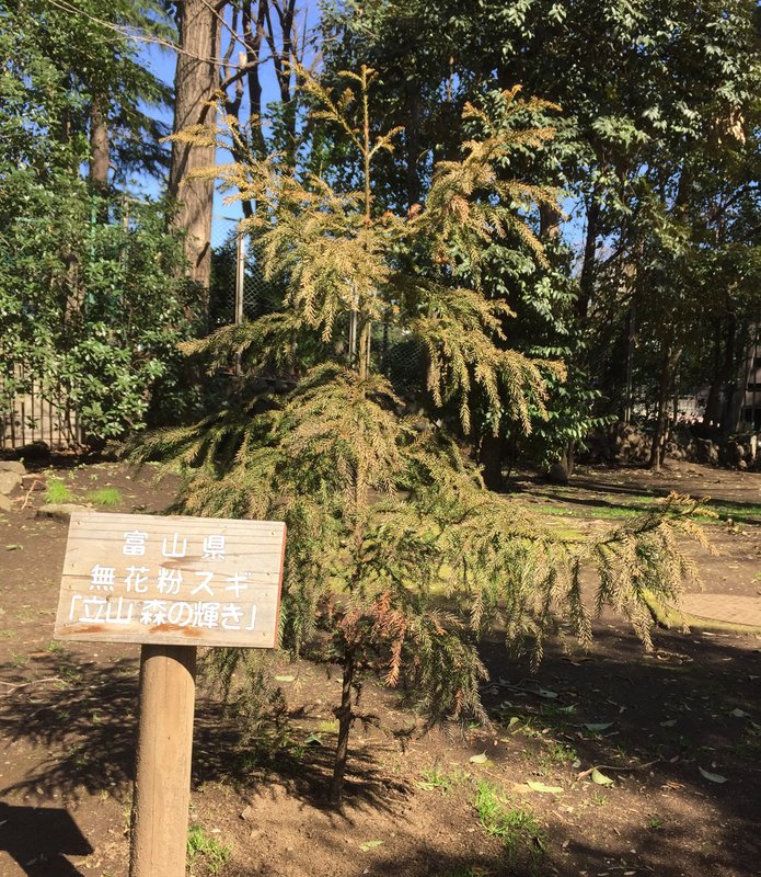 A juvenile Tateyama Mori no Kagayaki tree in Tokyo’s Hibiya Park.