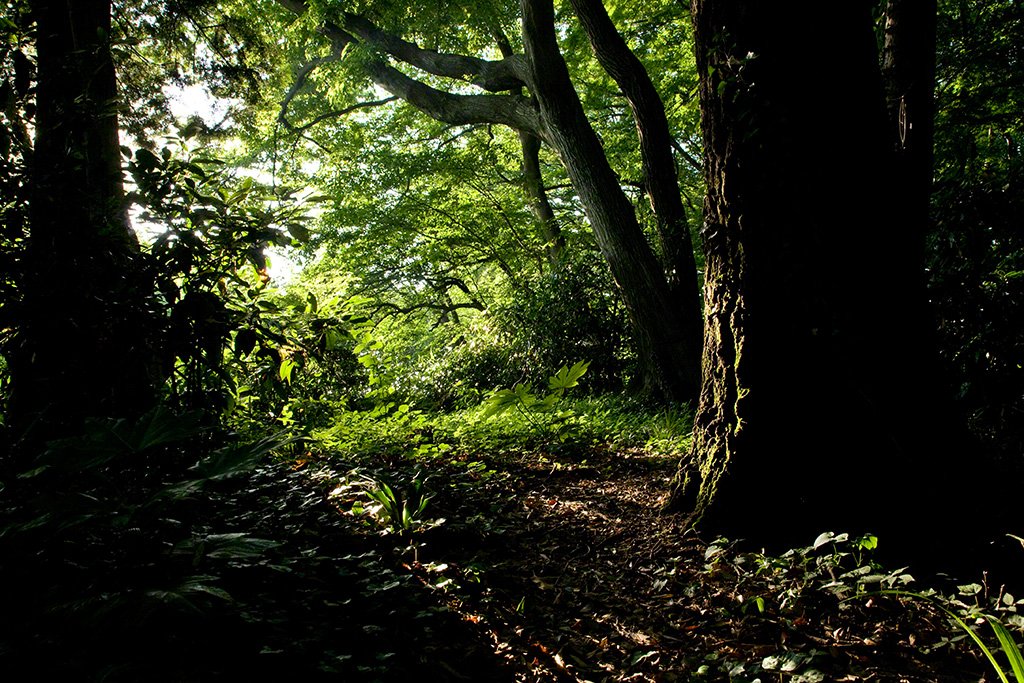 [Diapositivas] ¡Bienvenidos al bosque!