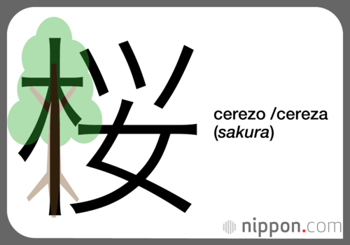 cerezo /cereza (sakura)
