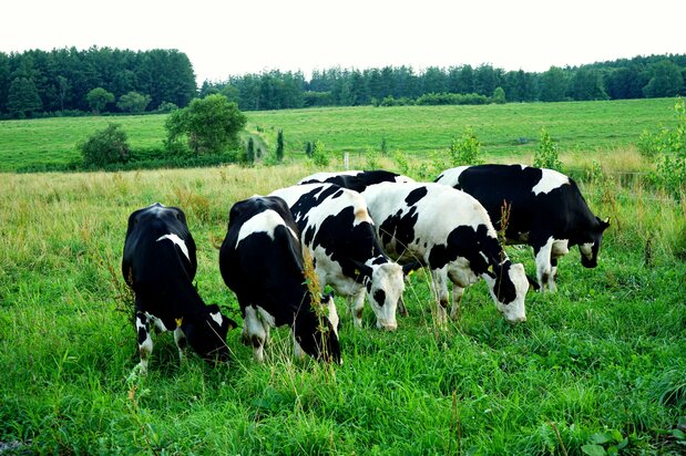 Beaucoup de gens pensent qu’il est normal de voir des vaches en plein air dans le Hokkaidô, mais en réalité, seuls 10 % des producteurs laitiers lâchent leurs bêtes. (© Ukita Yasuyuki)