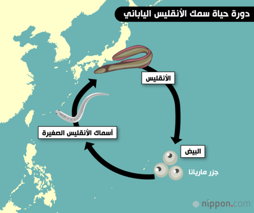 دورة حياة سمك الأنقليس الياباني
