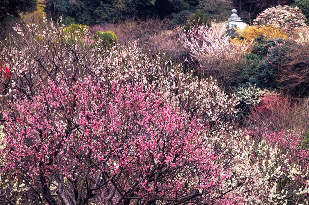 Plum blossoms at Zuisenji during peak season. (© Harada Hiroshi)