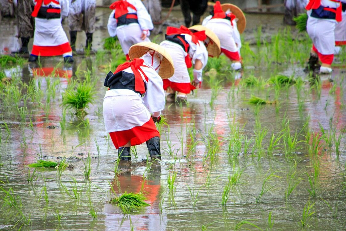 مهرجان زراعة الأرز في سومييوشي تايشا (© بيكستا).