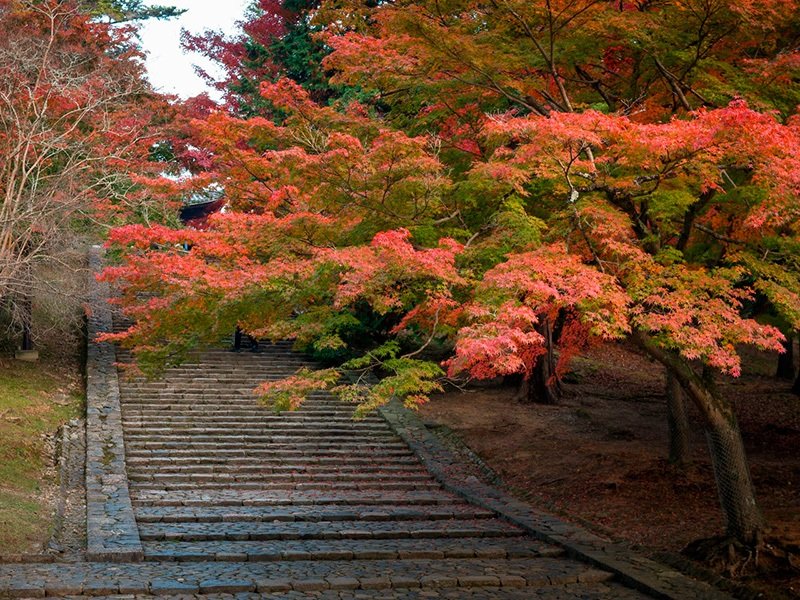 L’escalier de pierre vers le campanile du Tôdaiji semble s’élever dans les feuillages.