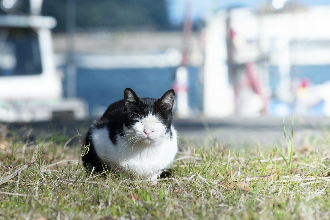 冲岛上慵懒的猫