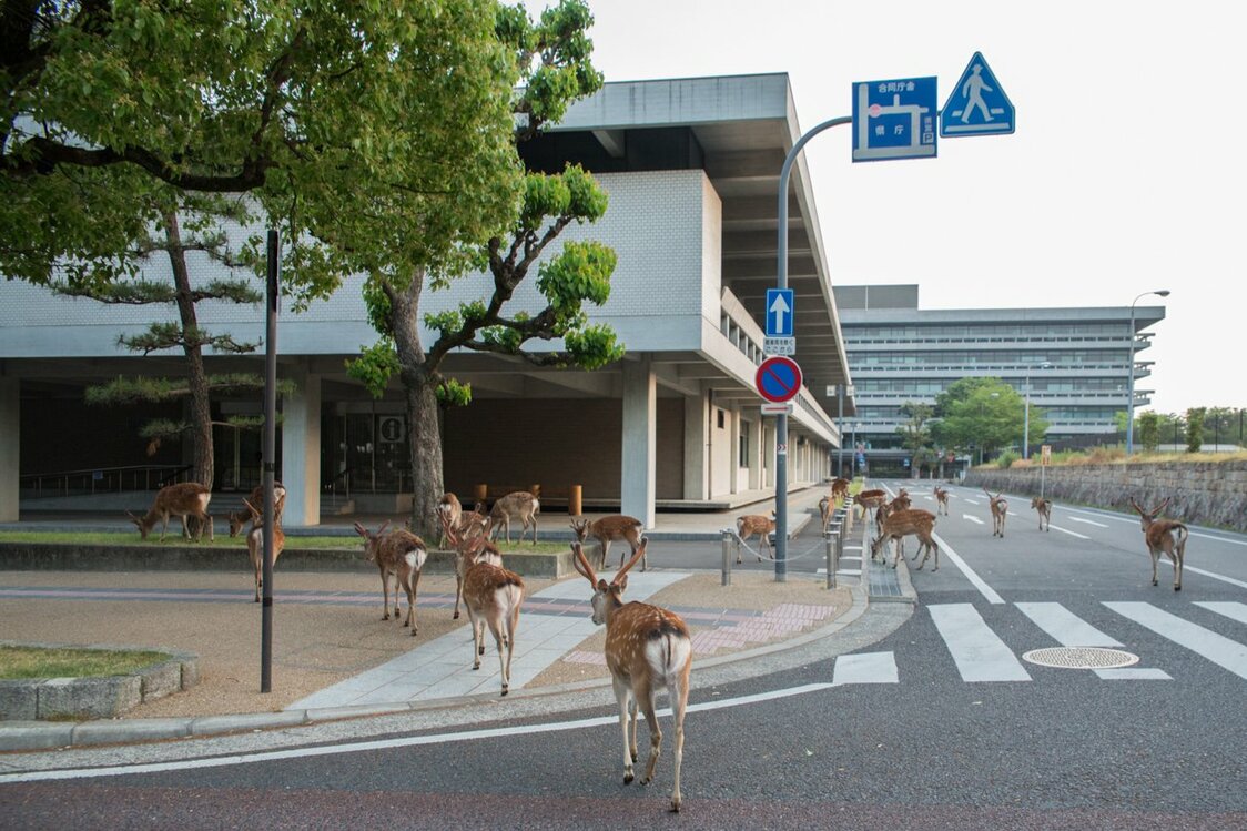 En las oficinas del Gobierno de la prefectura de Nara.
