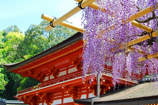 The famous sunazuri no fuji is said to have been donated by the Konoe family, direct descendants of the Fujiwara, and is purported to be more than 700 years old. (© Pixta)
