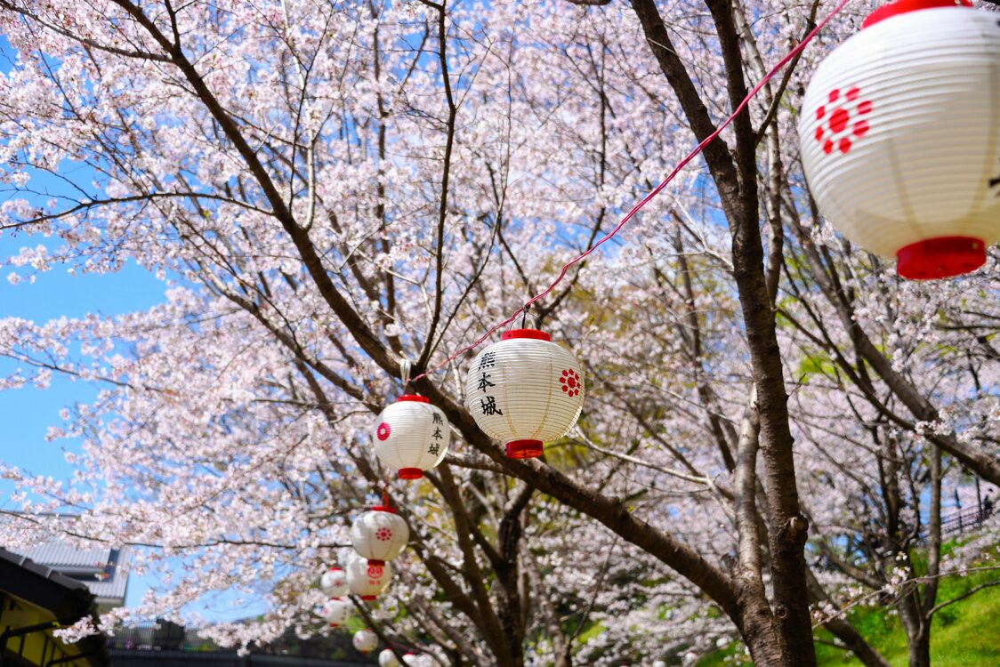 ソメイヨシノを中心に約800本の桜が満開となった