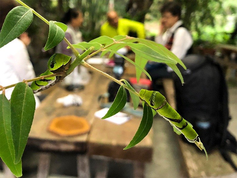 以賊仔樹餵養黑鳳蝶幼蟲，2018年10月15日，青陽農園（筆者攝影）