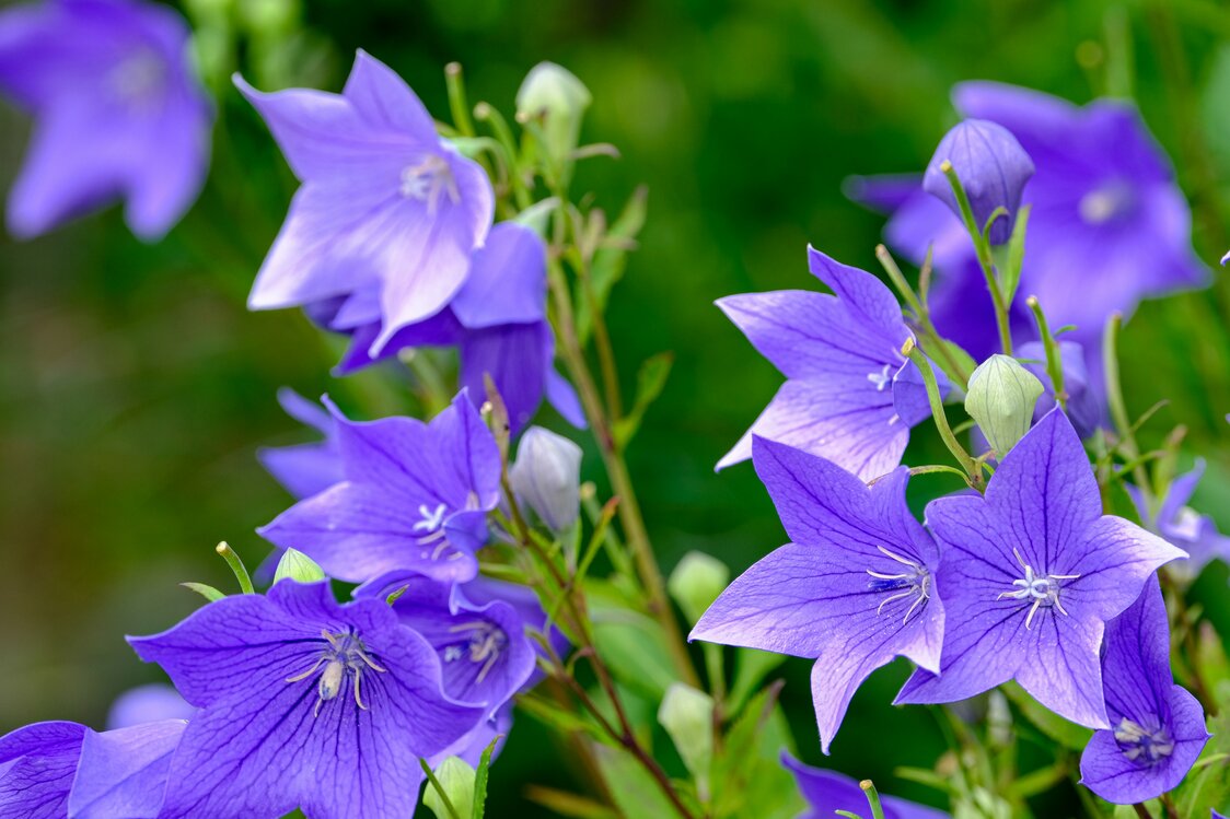 Les sept fleurs des champs symboles de l’automne japonais