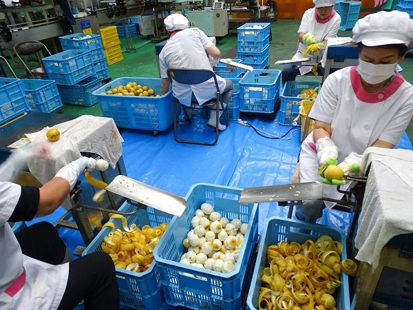 岩城島加工廠員工正在削檸檬皮（筆者攝影）