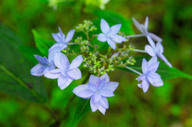 Une variante de yama ajisai, Hydrangea serrata, découverte par von Siebold. (Photo AC)