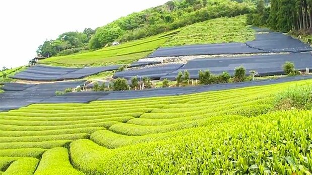 A Fujieda tea plantation with a portion of the crop covered by sheets to produce shade-grown tencha. (© Marushichi Seicha)