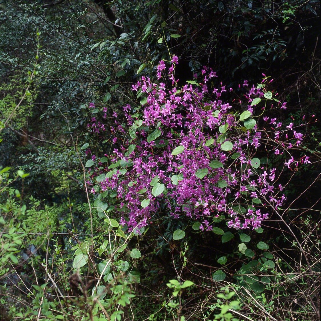Rhododendrons sauvages (azalées) à feuilles persistantes azalea japonica. On en trouve dans tout le Japon.