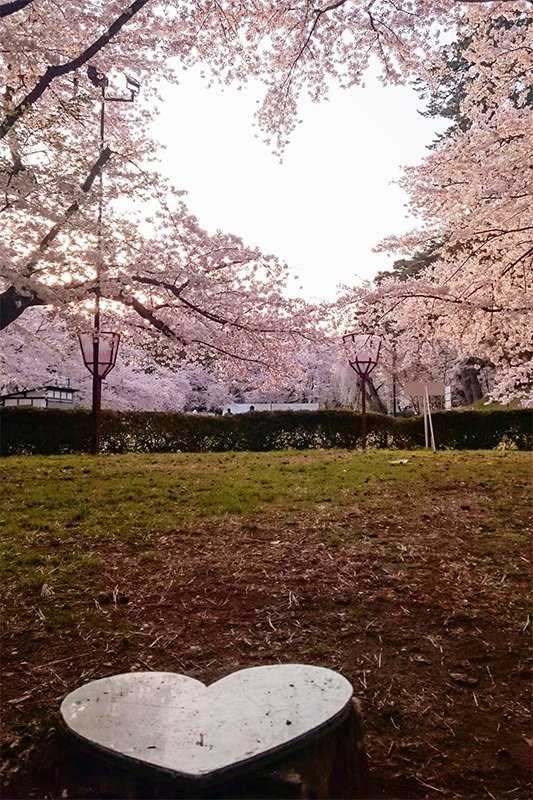 Corazón de cerezos, un lugar muy fotogénico. (cortesía de la Asociación de Turismo y Convenciones de Hirosaki.)