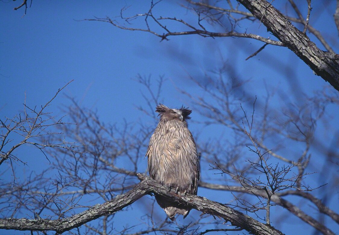 雄のシマフクロウが巣の近くで周囲に気を配っている