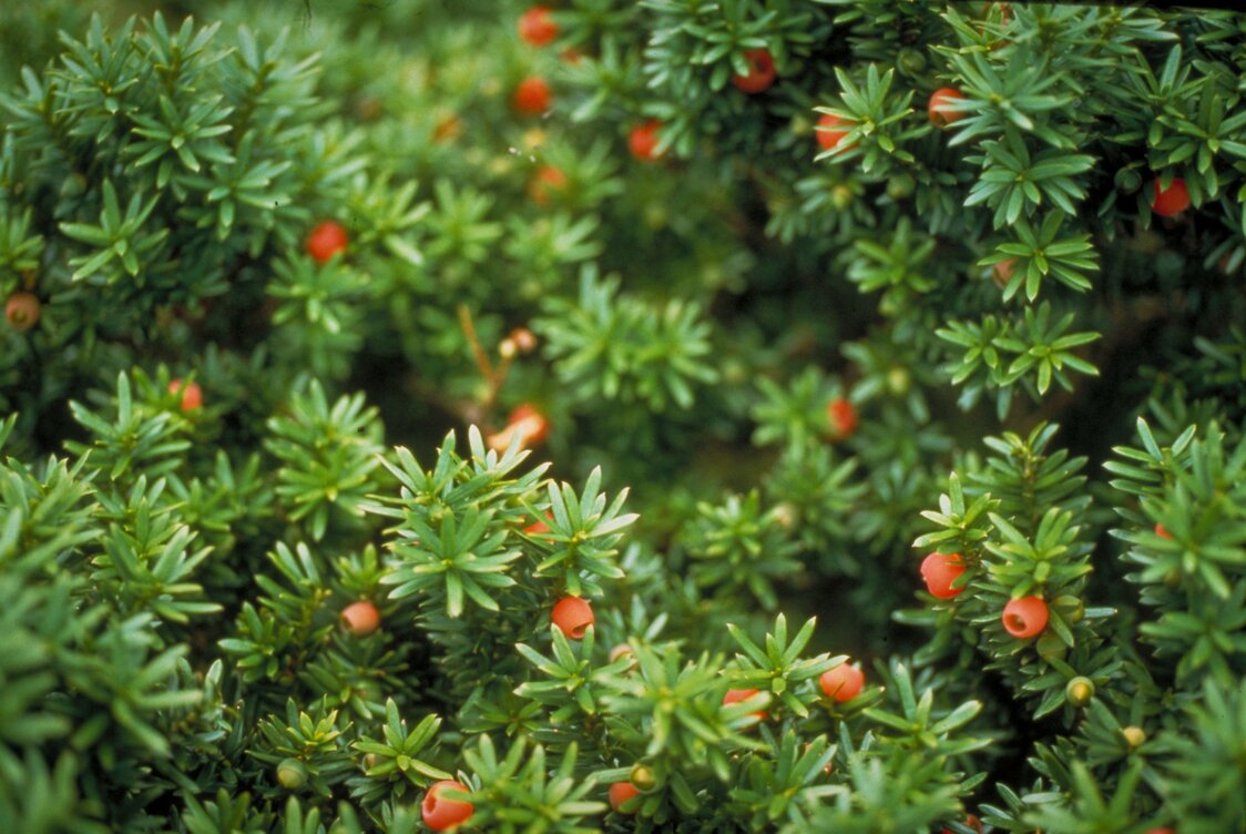 Red berries on Daisen kyaraboku. (Courtesy Tottori Prefecture)