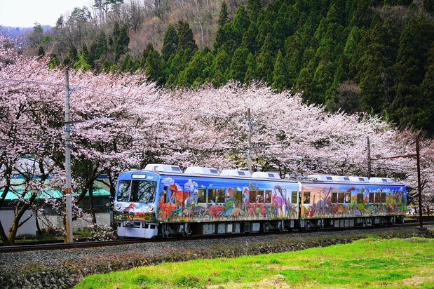 The Dinosaur Train trundles along against a background of blossoming cherry trees. (© Echizen Railway)