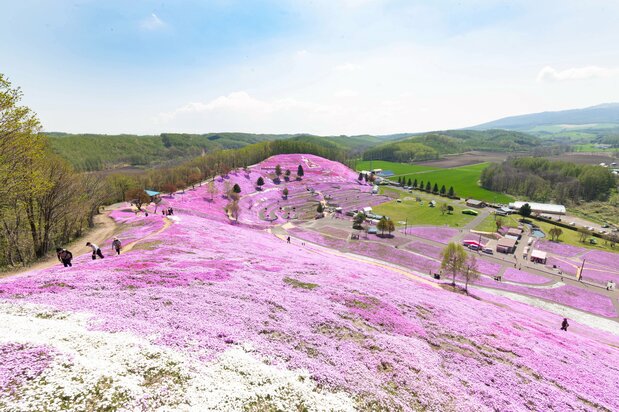 El parque Shibazakura de Higashimokoto visto desde el mirador.
