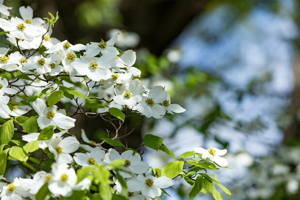 Flowering dogwood. (© Pixta)