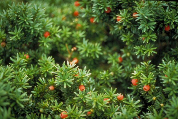 En automne, les ifs japonais produisent des petites baies rouges. (Avec l’aimable autorisation de la préfecture de Tottori)