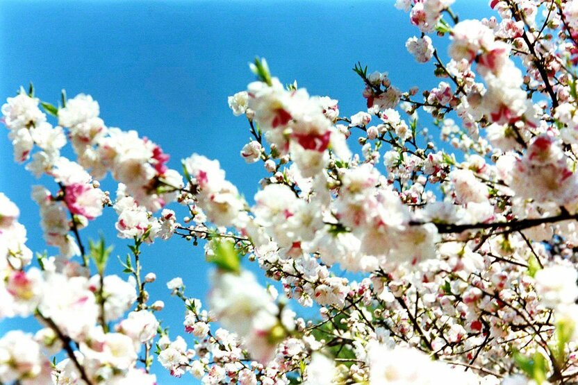 出自摄影集《樱花》（河出书房新社，2011年） ©mika ninagawa，Courtesy of Tomio Koyama Gallery