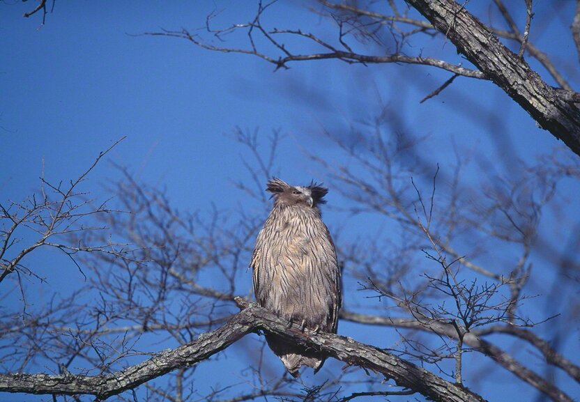 雄のシマフクロウが巣の近くで周囲に気を配っている