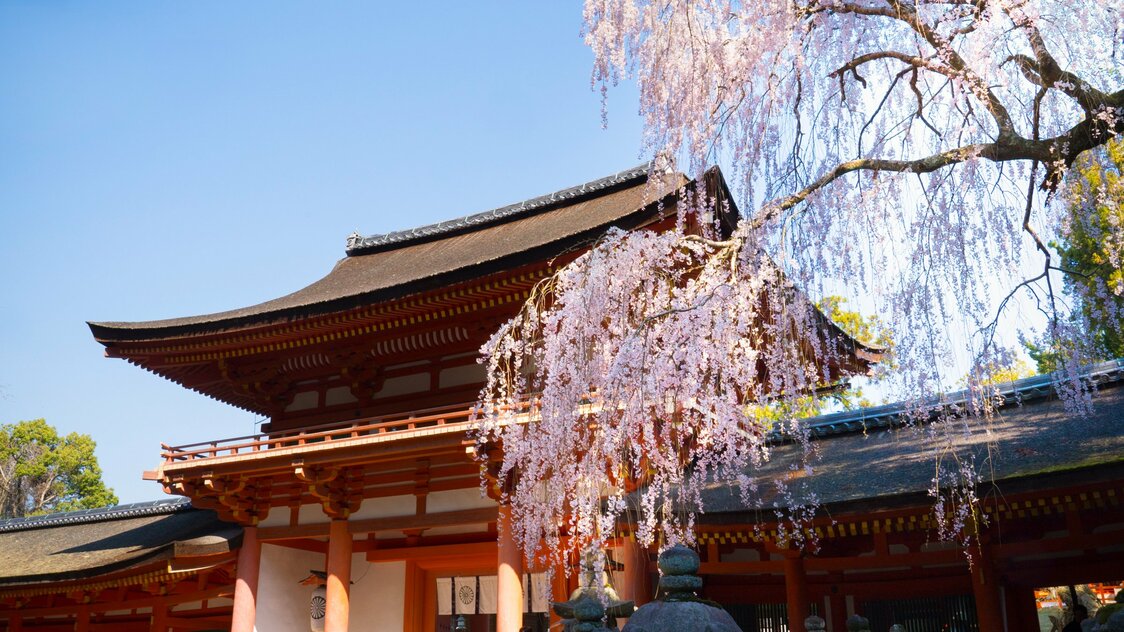 春日大社の朱色の山門前に咲くシダレザクラ