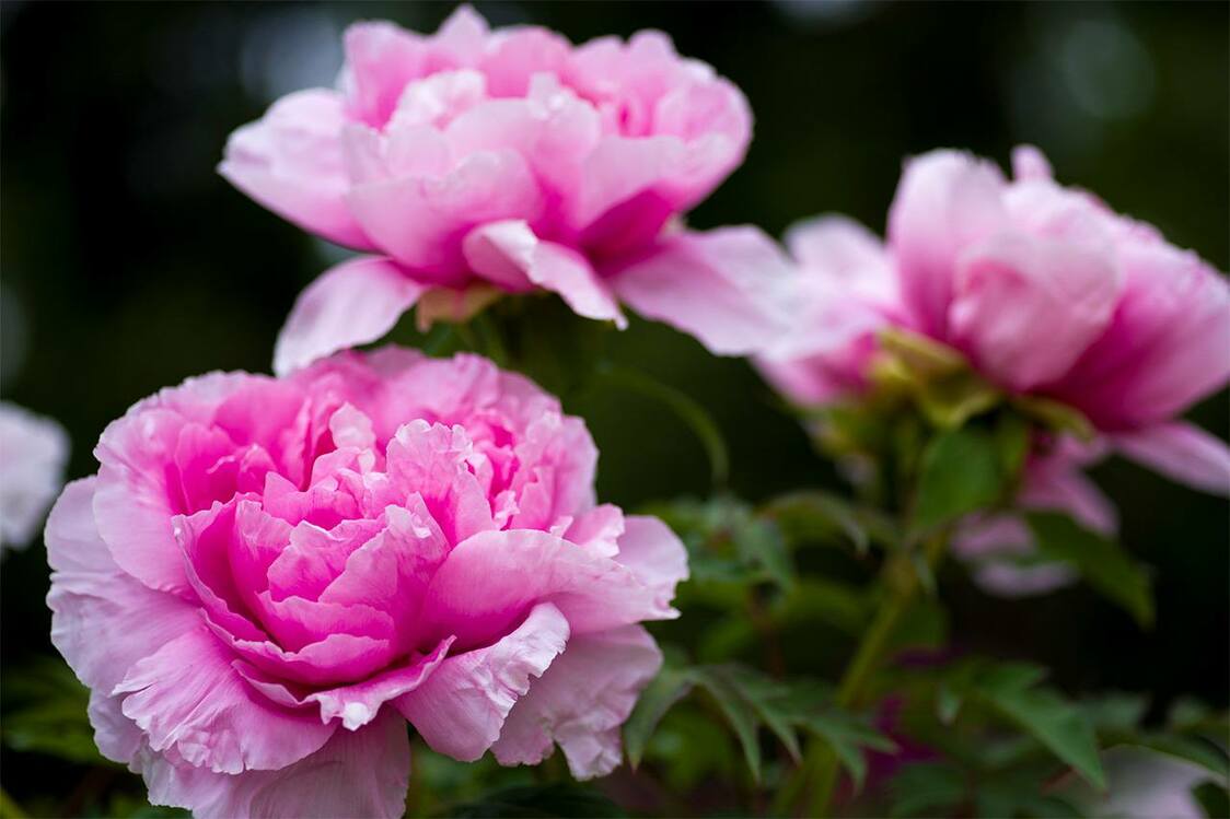 Fleurs de pivoines (Pixta)