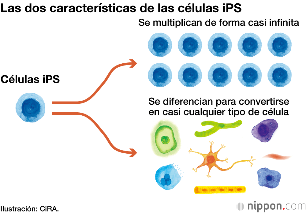Las dos características de las células iPS