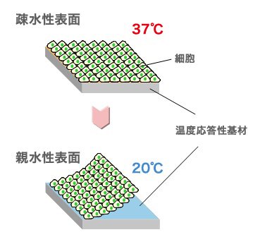 37℃のときは疎水性の表面だが、20℃になると親水性になり、シート状のまま細胞を取り出すことができる